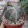 Astrophytum myriostigma