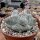 Astrophytum myriostigma