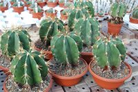 Astrophytum ornatum