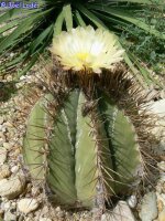 Astrophytum ornatum