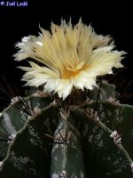 Astrophytum ornatum