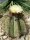 Astrophytum ornatum