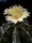 Astrophytum ornatum