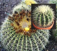 Echinocactus grusonii