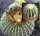 Echinocactus grusonii