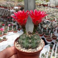 Gymnocalycium baldianum