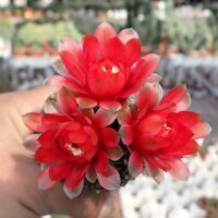 Gymnocalycium baldianum
