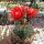 Gymnocalycium baldianum