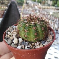 Notocactus ottonis