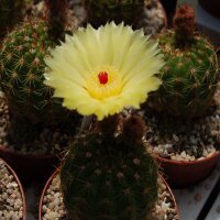Notocactus ottonis