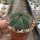 Notocactus ottonis