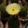 Notocactus ottonis