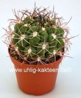 Gymnocalycium saglionis