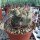 Gymnocalycium saglionis
