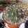 Gymnocalycium saglionis