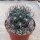 Gymnocalycium saglionis