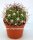 Gymnocalycium saglionis
