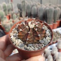 Gymnocalycium friedrichii