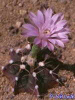 Gymnocalycium friedrichii