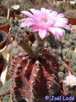 Gymnocalycium friedrichii