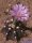 Gymnocalycium friedrichii