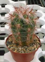 Oreocereus celsianus