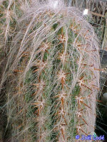 Oreocereus celsianus