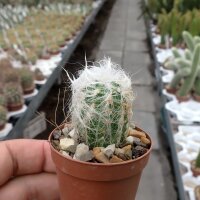 Oreocereus trollii