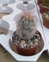 Oreocereus trollii