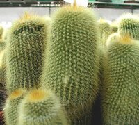 Notocactus leninghausii