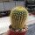 Notocactus leninghausii