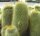 Notocactus leninghausii