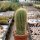 Notocactus leninghausii