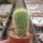 Notocactus leninghausii