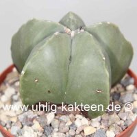 Astrophytum myriostigma v. nudum