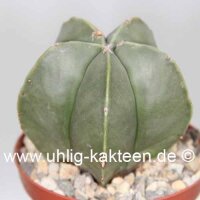 Astrophytum myriostigma v. nudum