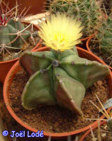 Astrophytum myriostigma v. nudum