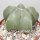 Astrophytum myriostigma v. nudum
