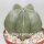 Astrophytum myriostigma v. nudum