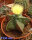 Astrophytum myriostigma v. nudum