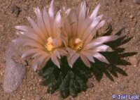 Neochilenia napina