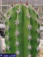 Pachycereus pecten-aboriginum