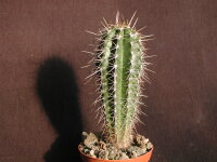 Pachycereus pecten-aboriginum