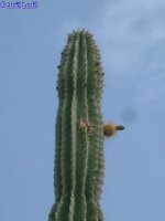 Pachycereus pecten-aboriginum