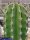 Pachycereus pecten-aboriginum
