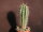 Pachycereus pecten-aboriginum