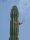 Pachycereus pecten-aboriginum