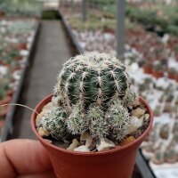 Gymnocalycium bruchii