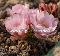 Gymnocalycium bruchii