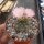 Gymnocalycium bruchii